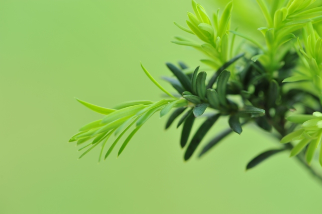 Yew tree, new shoots - Shutterstock